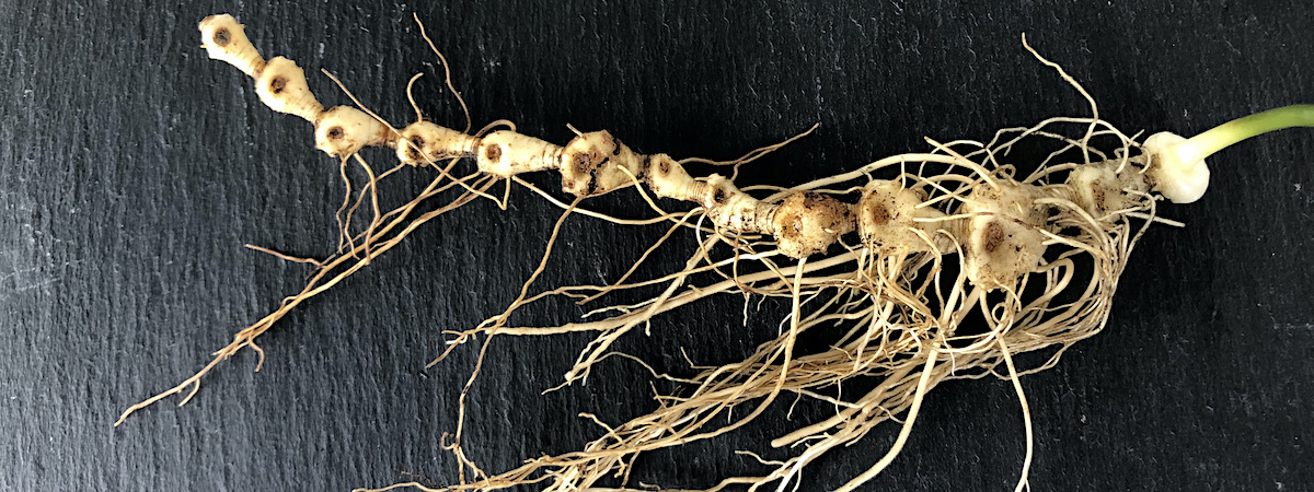 Rhizom