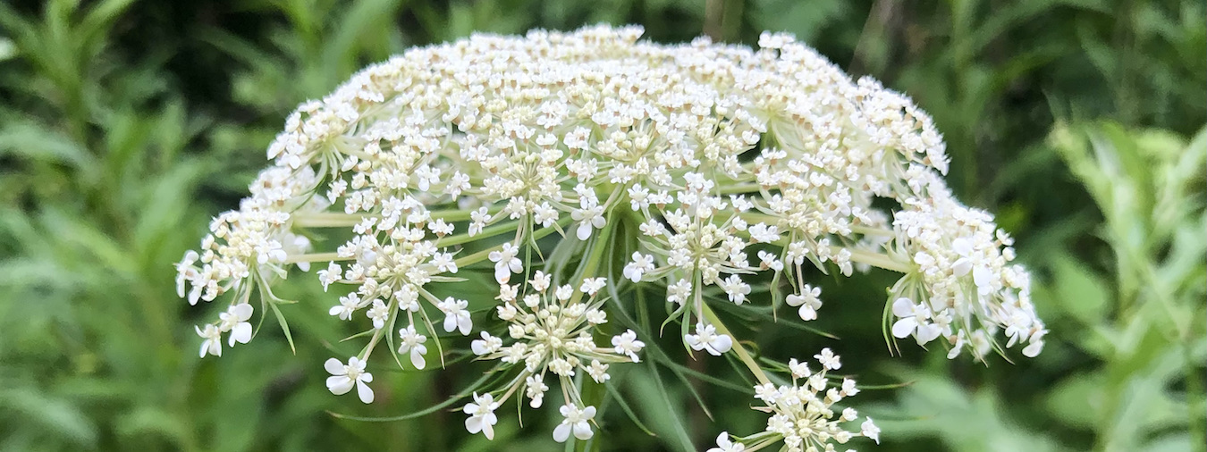 Blüte