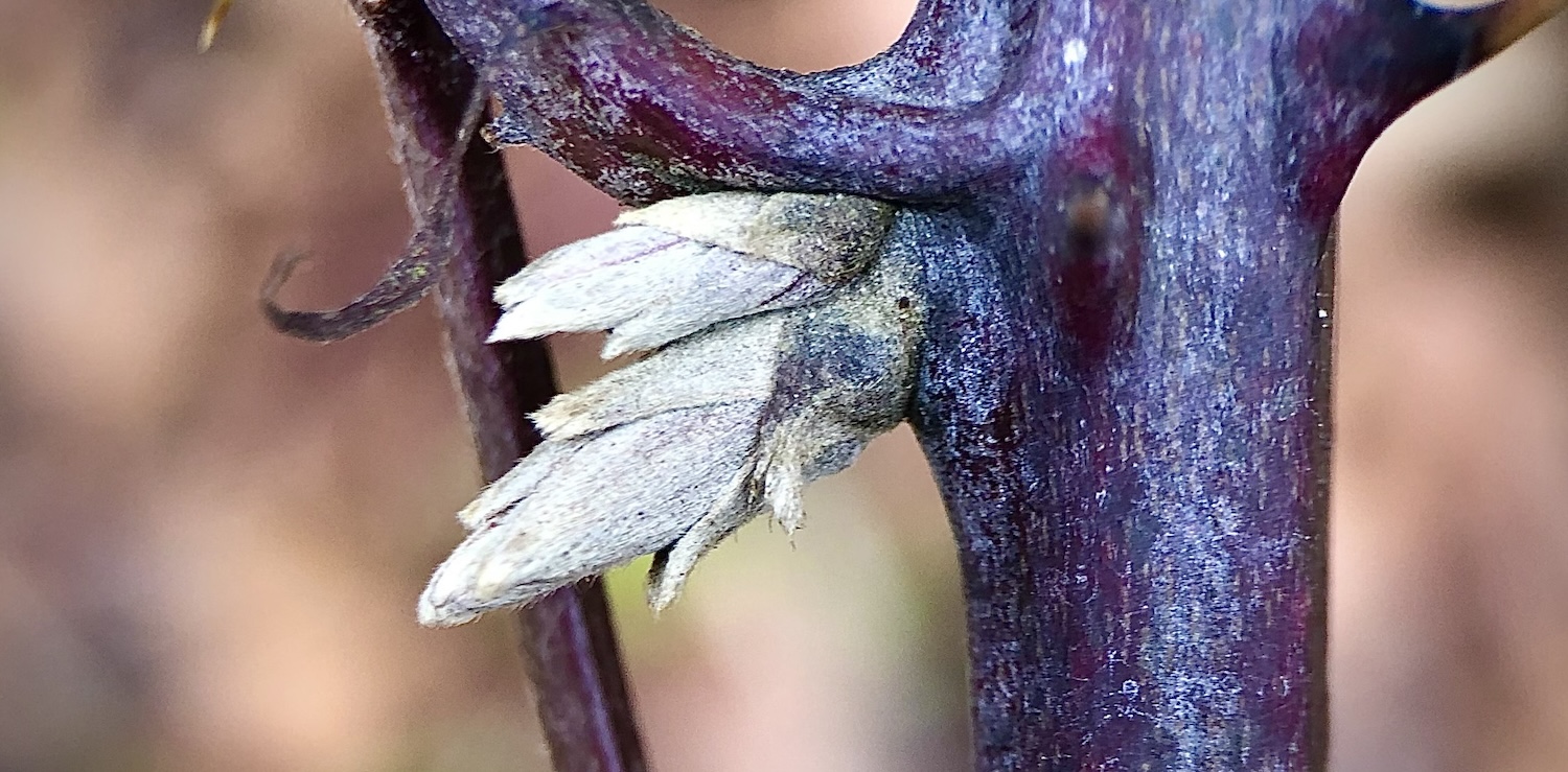 Knospen