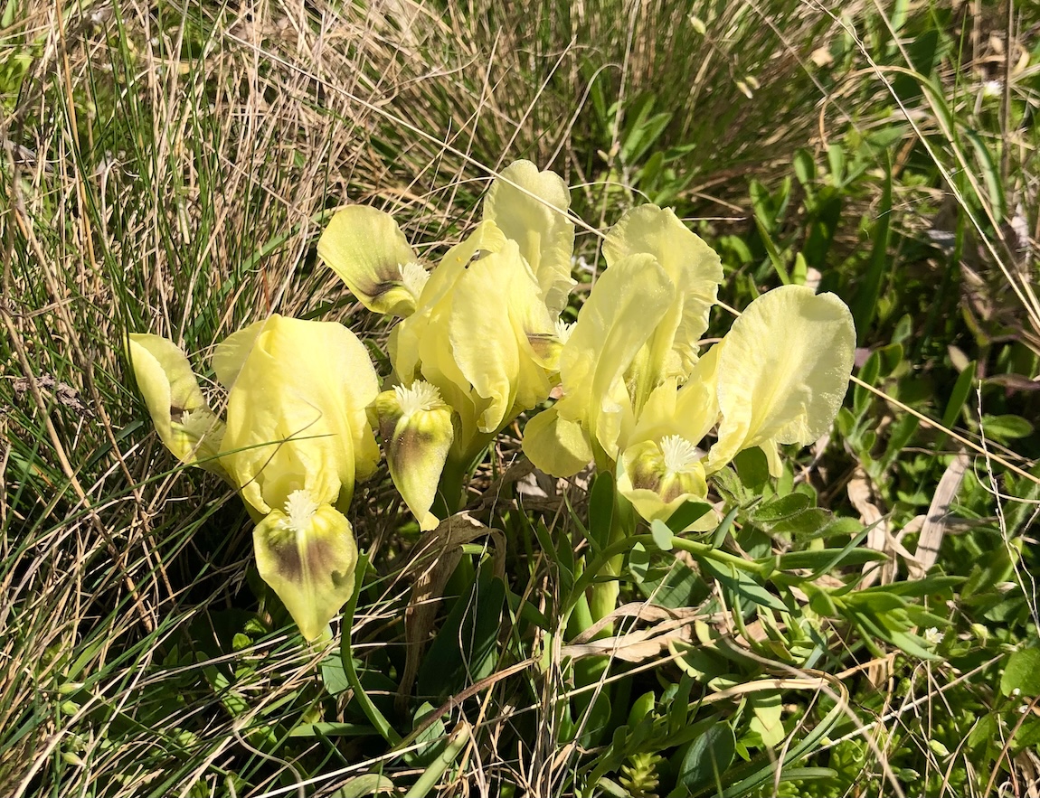 Schwertlilie