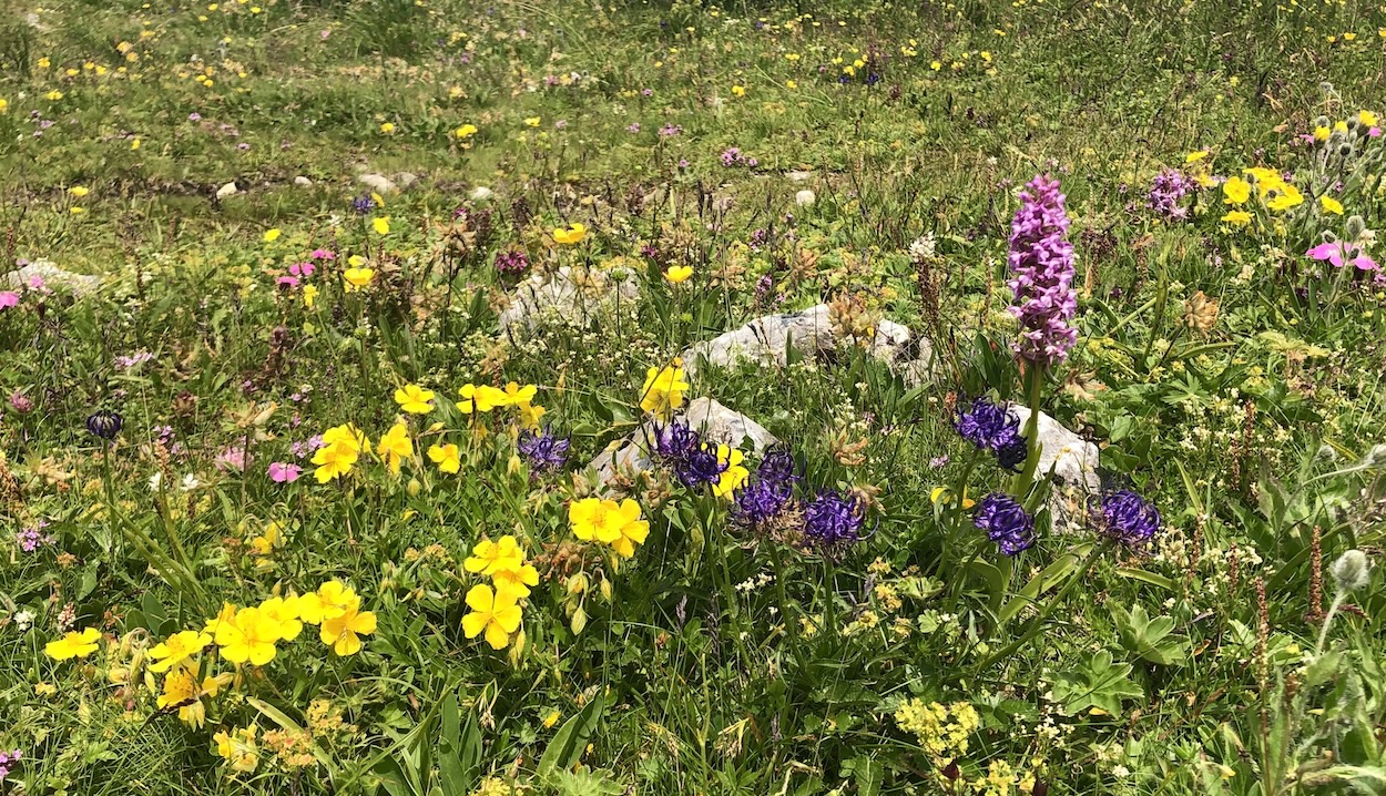 Alpenpflanzen