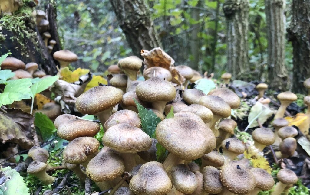 Pilze
