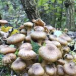 Pilze