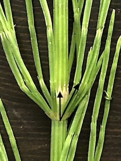 Equisetum arvense