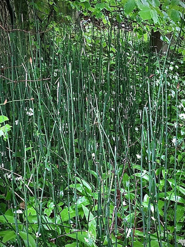 Equisetum hyemale