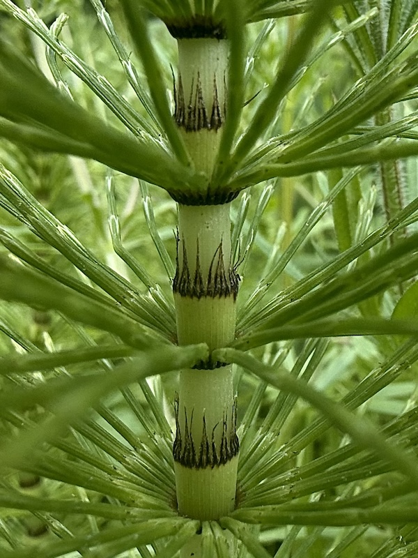 Equisetum telmateia