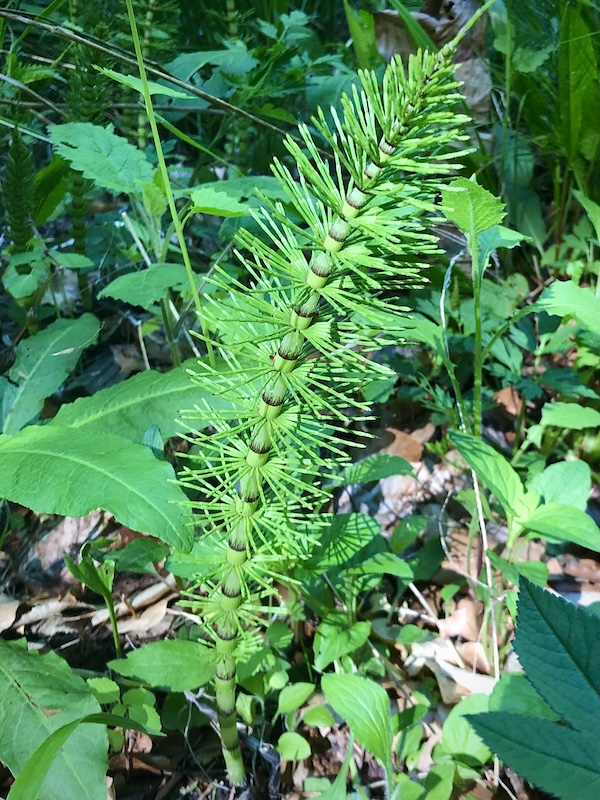 Equisetum telmateia