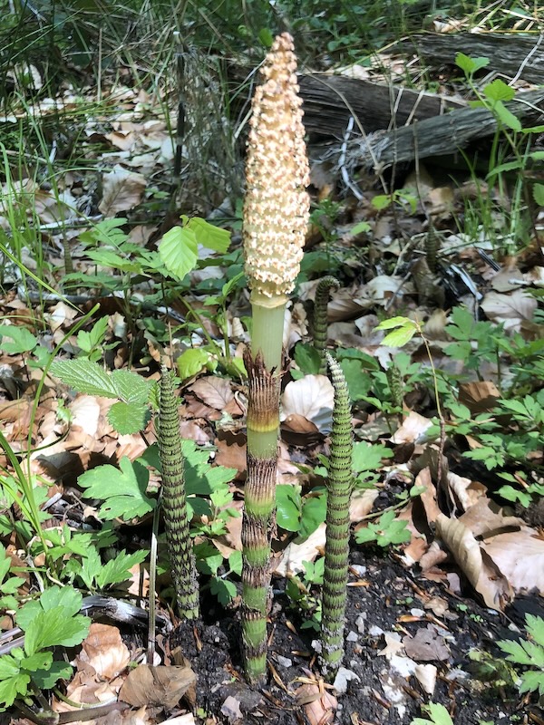 Equisetum telmateia