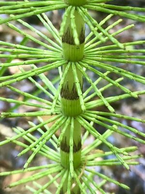 Equisetum gigantes, Schachtelhalm