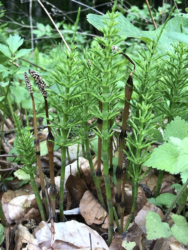 Equisetum arvense