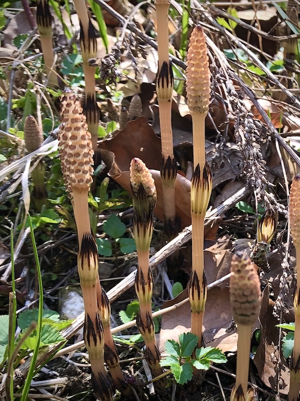 Equisetum arvense