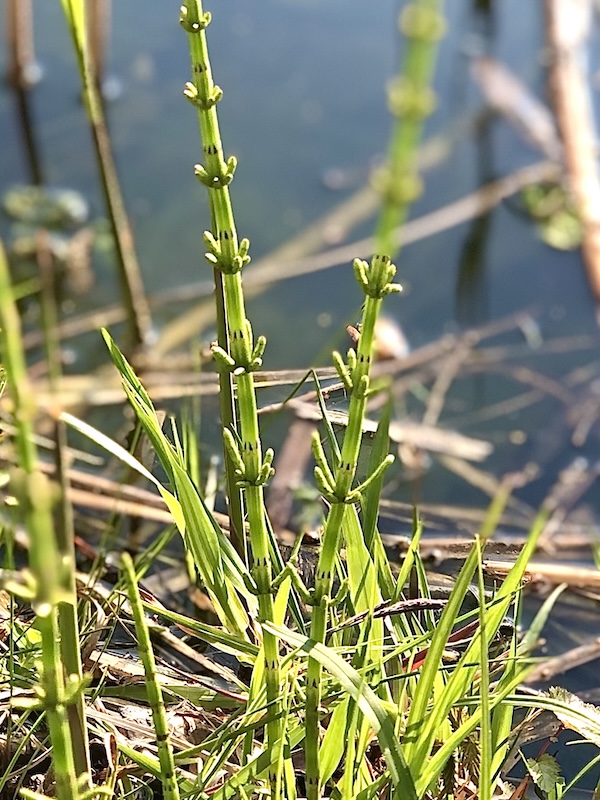 Equisetum palustre