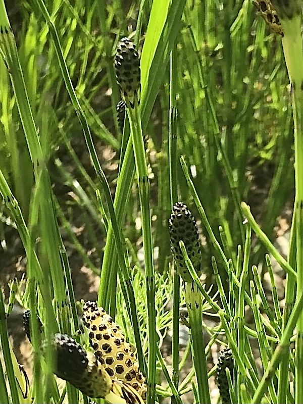 Equisetum palustre