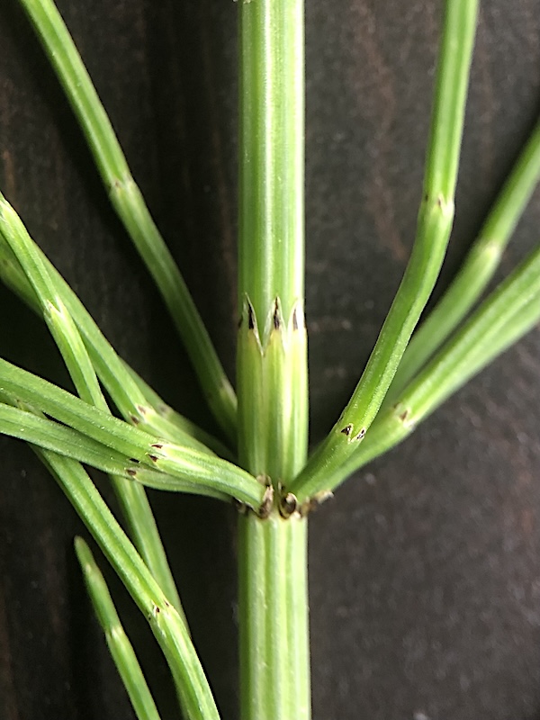Equisetum palustre
