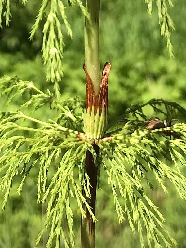 Equisetum sylvaticum