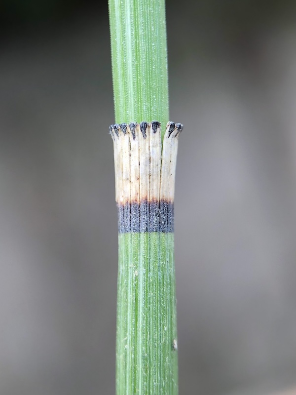 Equisetum hyemale
