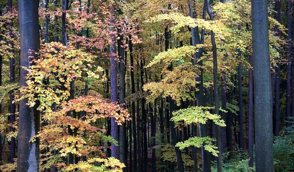 Samhian-Herbst