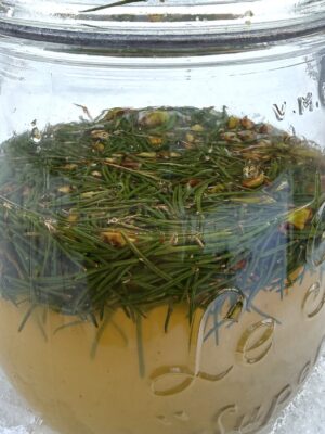 Fichtennadel-Drink-fermentiert