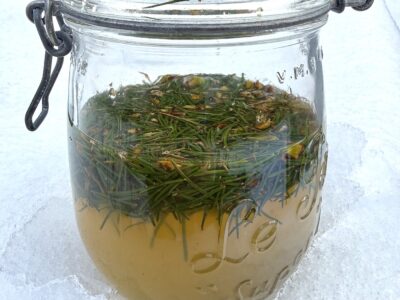 Fichtennadel-Drink-fermentiert