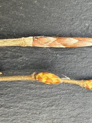 rotbuche-und-hainbuche-bestimmen