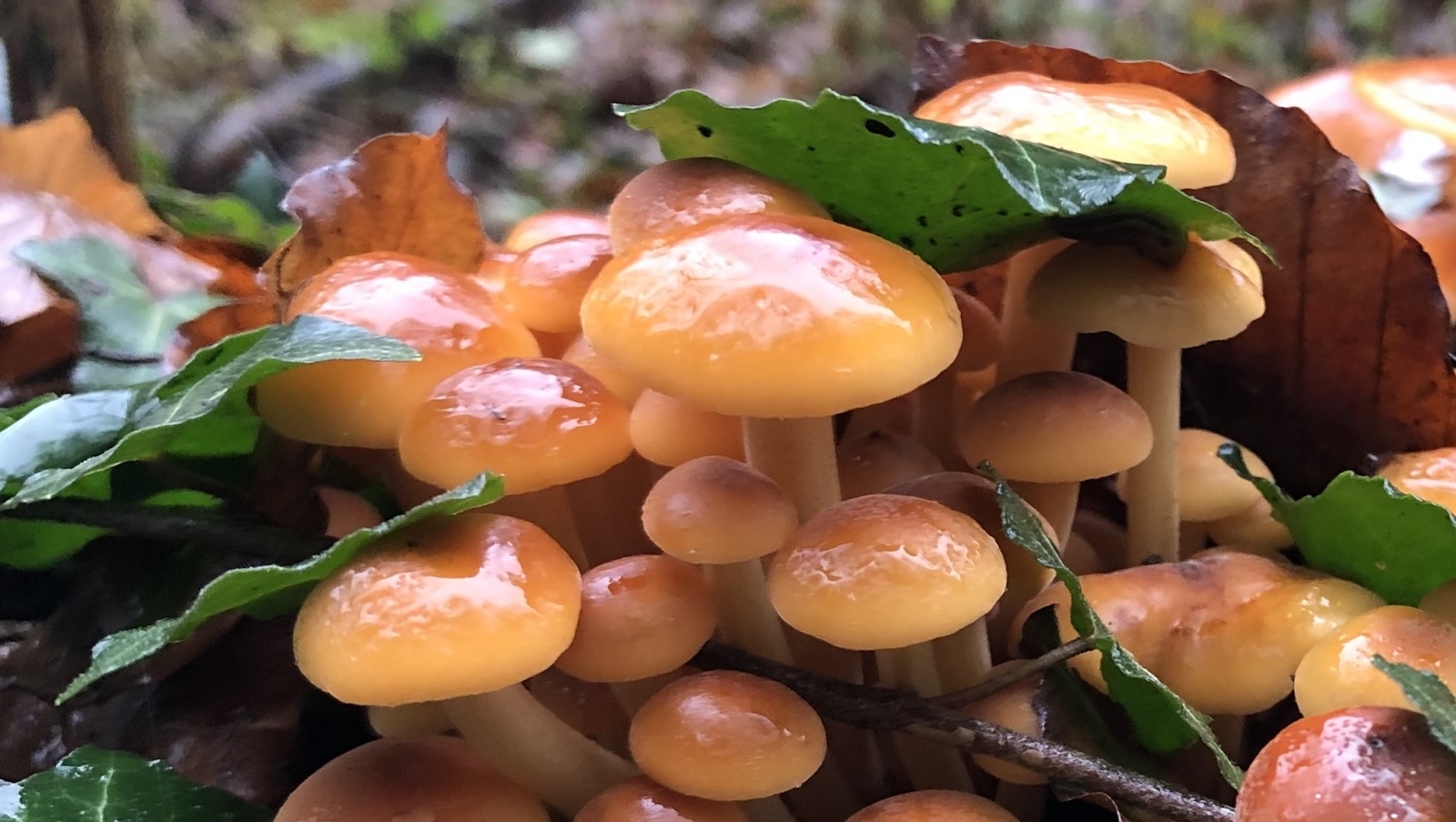 Pilzwanderung-Samtfußrübling