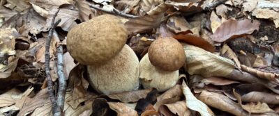 Pilze-Hutwisch-Bucklige Welt