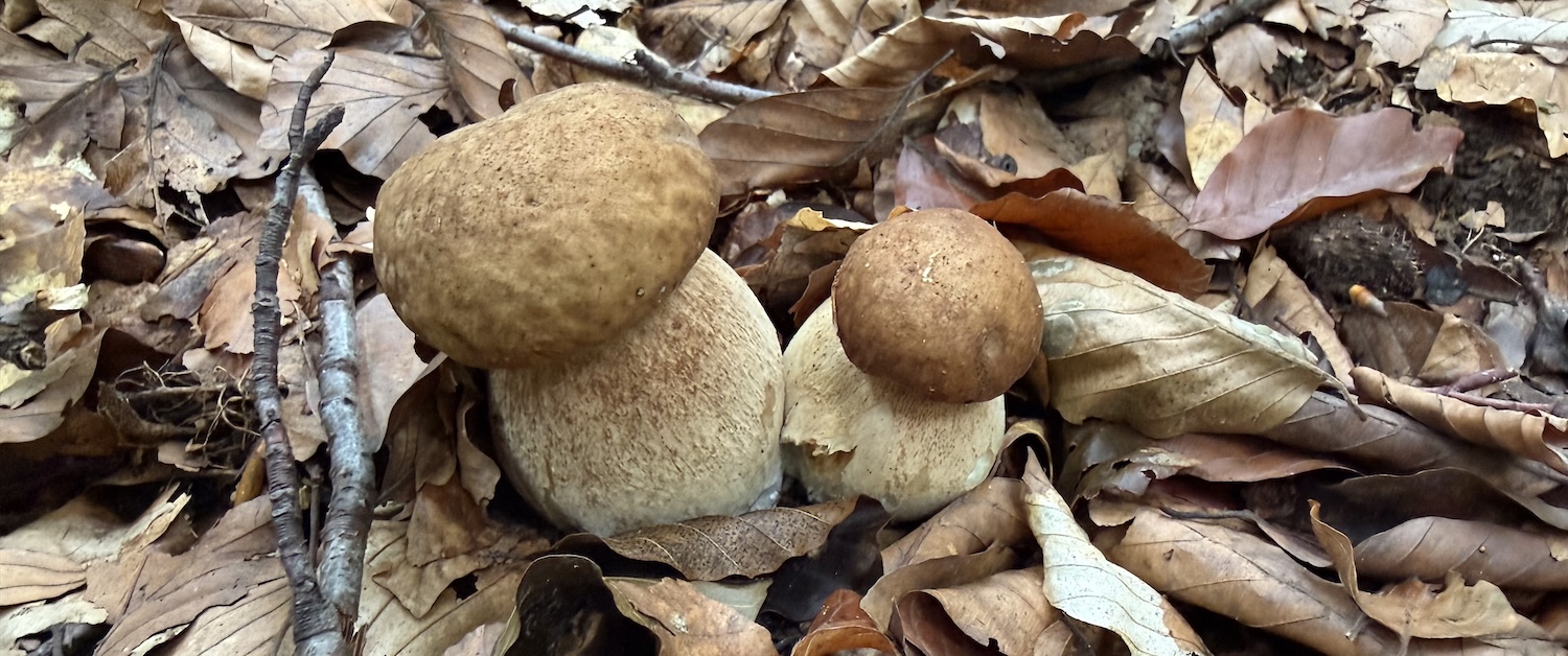 Pilze-Hutwisch-Bucklige Welt